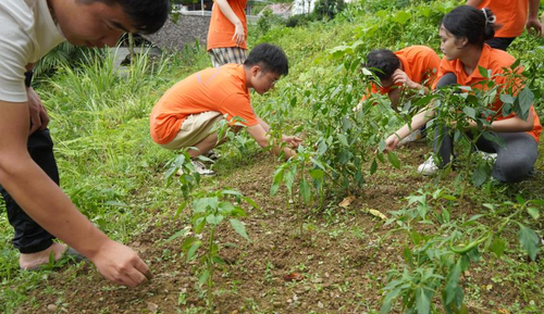 【劳育】志愿者在菜地劳作